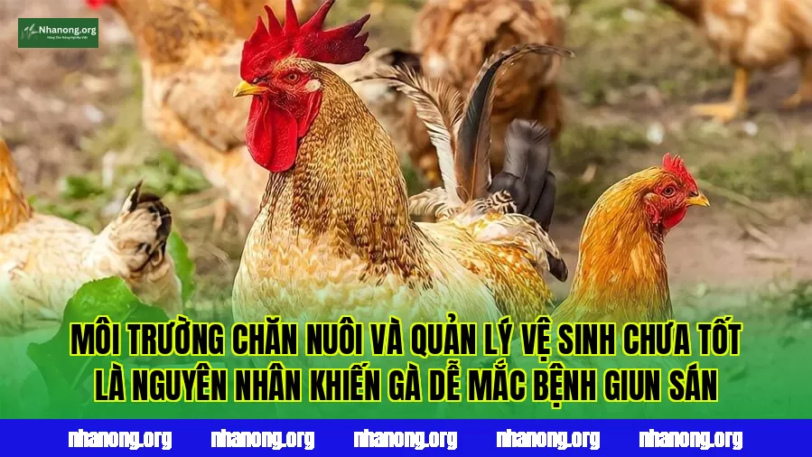 Môi trường chăn nuôi và quản lý vệ sinh chưa tốt là nguyên nhân khiến gà dễ mắc bệnh giun sán