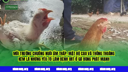 Môi trường chuồng nuôi ẩm thấp, mật độ cao và thông thoáng kém là những yếu tố làm bệnh ORT ở gà bùng phát mạnh
