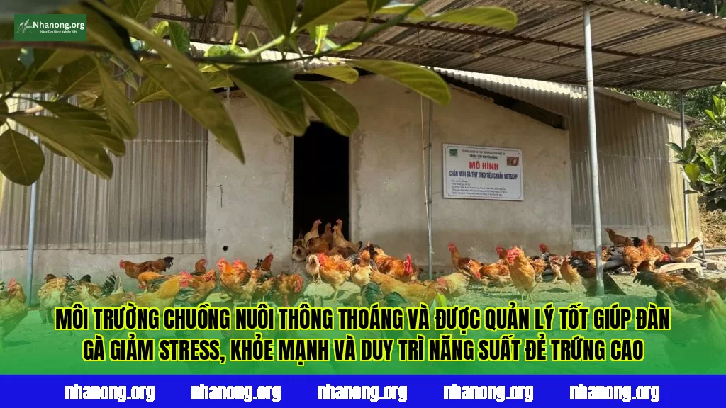 Môi trường chuồng nuôi thông thoáng và được quản lý tốt giúp đàn gà giảm stress, khỏe mạnh và duy trì năng suất đẻ trứng cao