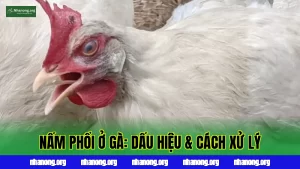 Bệnh Nấm Phổi (Aspergillosis) Ở Gà: Dấu Hiệu, Nguyên Nhân Và Cách Phòng Trị