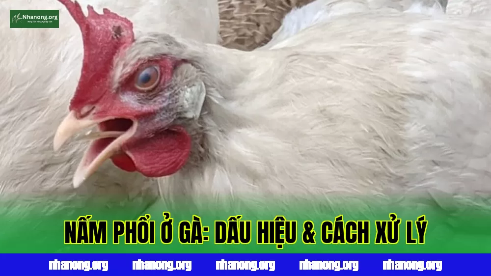 Bệnh Nấm Phổi (Aspergillosis) Ở Gà: Dấu Hiệu, Nguyên Nhân Và Cách Phòng Trị