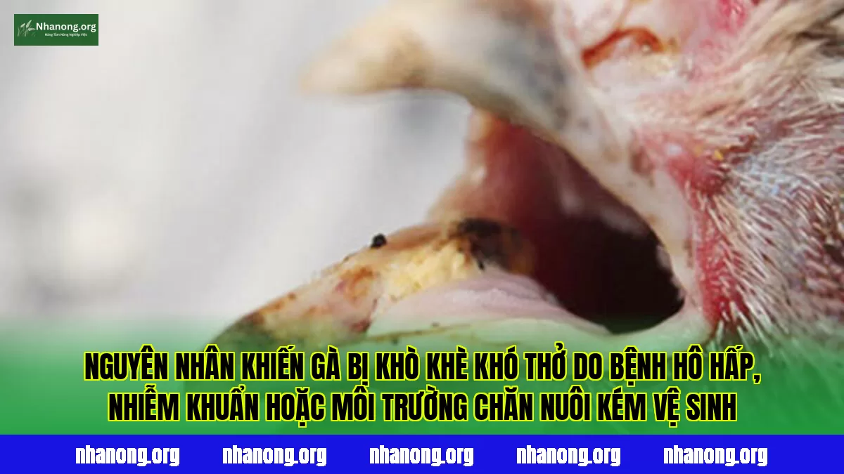Nguyên nhân khiến gà bị khò khè khó thở do bệnh hô hấp, nhiễm khuẩn hoặc môi trường chăn nuôi kém vệ sinh