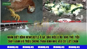 Nhận biết bệnh Newcastle ở gà: dấu hiệu ủ rũ, khó thở, tiêu chảy xanh và triệu chứng thần kinh như vẹo cổ, liệt chân.