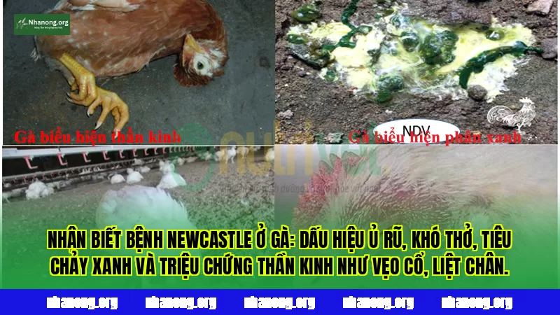 Nhận biết bệnh Newcastle ở gà: dấu hiệu ủ rũ, khó thở, tiêu chảy xanh và triệu chứng thần kinh như vẹo cổ, liệt chân.