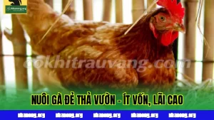 Nuôi Gà Đẻ Thả Vườn - Ít Vốn, Lãi Cao