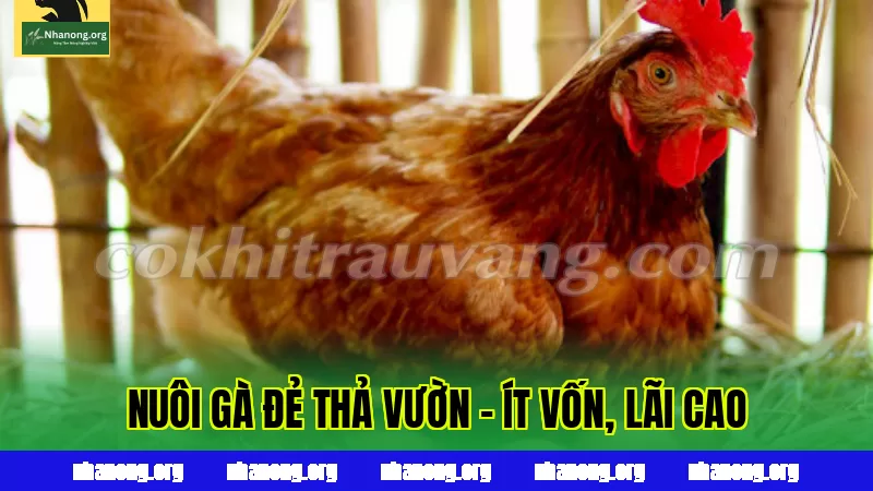 Nuôi Gà Đẻ Thả Vườn - Ít Vốn, Lãi Cao