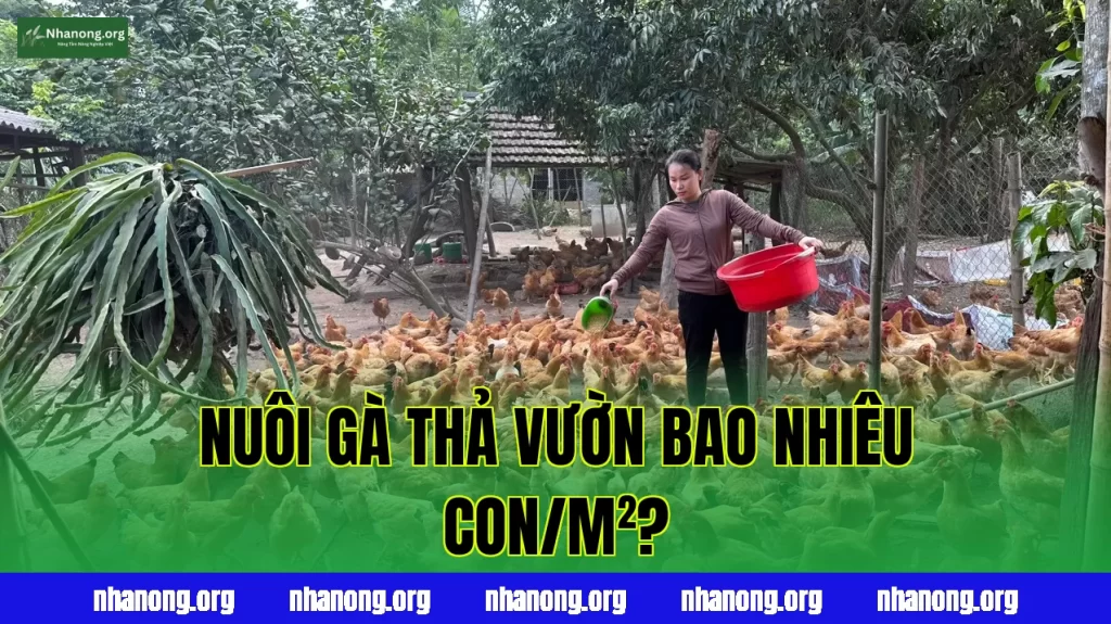 Mật Độ Nuôi Gà Thả Vườn