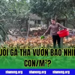 Mật Độ Nuôi Gà Thả Vườn