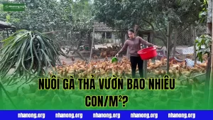 Mật Độ Nuôi Gà Thả Vườn