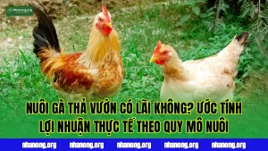 Nuôi Gà Thả Vườn Có Lãi Không? Ước Tính Lợi Nhuận Thực Tế Theo Quy Mô Nuôi