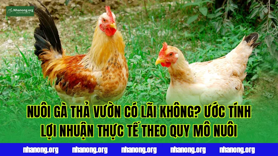 Nuôi Gà Thả Vườn Có Lãi Không? Ước Tính Lợi Nhuận Thực Tế Theo Quy Mô Nuôi