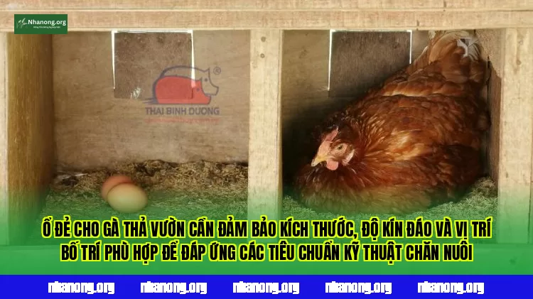 Ổ đẻ cho gà thả vườn cần đảm bảo kích thước, độ kín đáo và vị trí bố trí phù hợp để đáp ứng các tiêu chuẩn kỹ thuật chăn nuôi