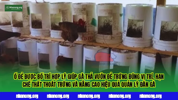 Ổ đẻ được bố trí hợp lý giúp gà thả vườn đẻ trứng đúng vị trí, hạn chế thất thoát trứng và nâng cao hiệu quả quản lý đàn gà