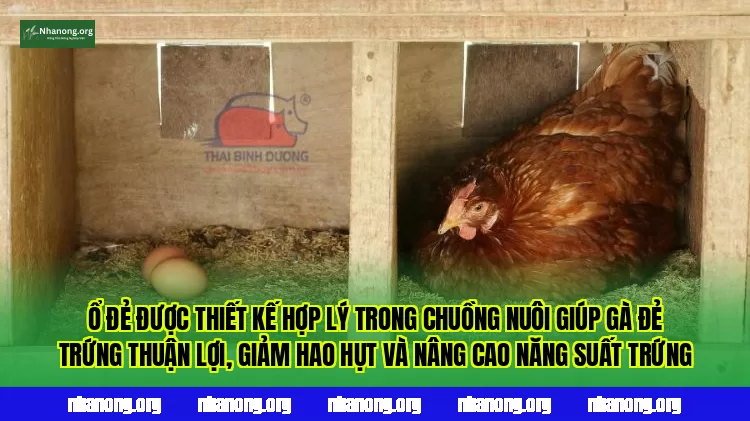 Ổ đẻ được thiết kế hợp lý trong chuồng nuôi giúp gà đẻ trứng thuận lợi, giảm hao hụt và nâng cao năng suất trứng