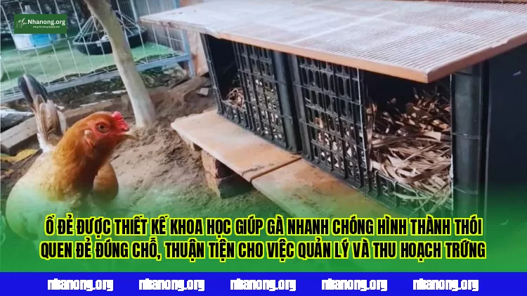Ổ đẻ được thiết kế khoa học giúp gà nhanh chóng hình thành thói quen đẻ đúng chỗ, thuận tiện cho việc quản lý và thu hoạch trứng