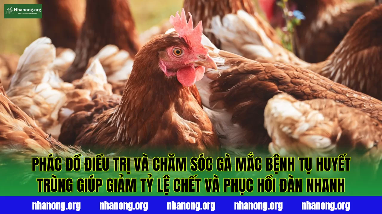 Phác đồ điều trị và chăm sóc gà mắc bệnh tụ huyết trùng giúp giảm tỷ lệ chết và phục hồi đàn nhanh