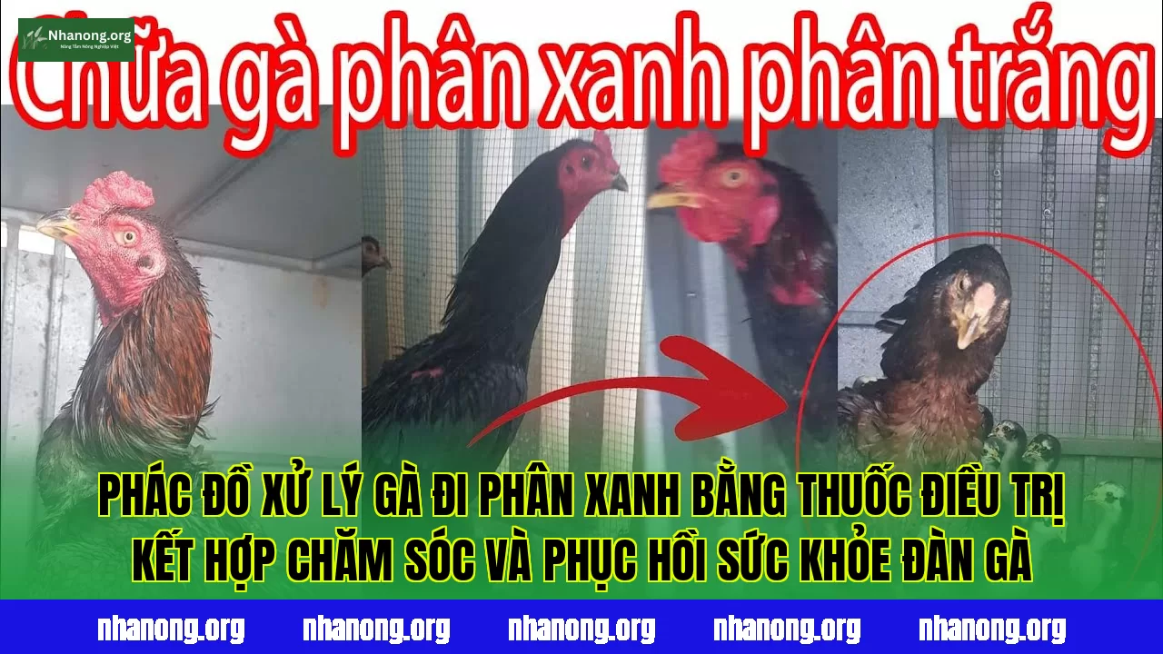 Phác đồ xử lý gà đi phân xanh bằng thuốc điều trị kết hợp chăm sóc và phục hồi sức khỏe đàn gà