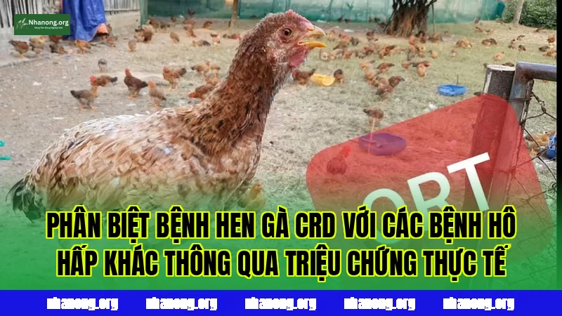 Phân biệt bệnh hen gà CRD với các bệnh hô hấp khác thông qua triệu chứng thực tế