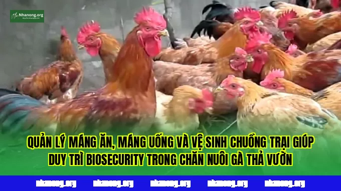 Quản lý máng ăn, máng uống và vệ sinh chuồng trại giúp duy trì biosecurity trong chăn nuôi gà thả vườn