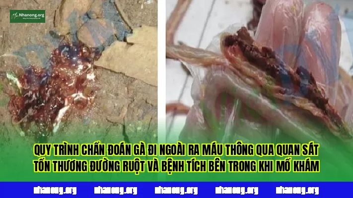 Quy trình chẩn đoán gà đi ngoài ra máu thông qua quan sát tổn thương đường ruột và bệnh tích bên trong khi mổ khám