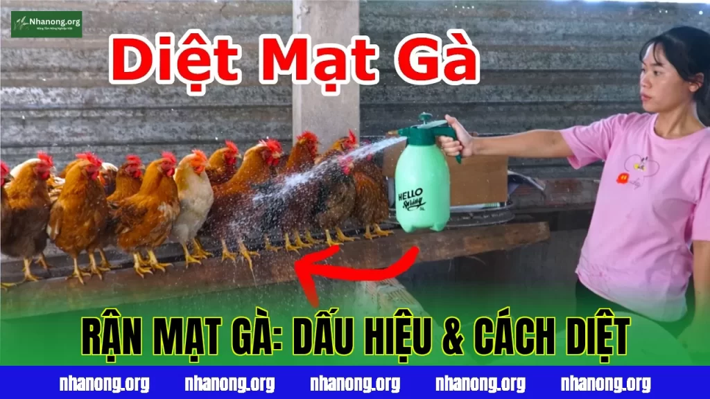RẬN MẠT GÀ: DẤU HIỆU & CÁCH DIỆT