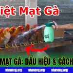 RẬN MẠT GÀ: DẤU HIỆU & CÁCH DIỆT