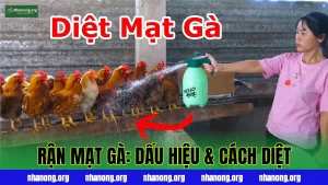 RẬN MẠT GÀ: DẤU HIỆU & CÁCH DIỆT