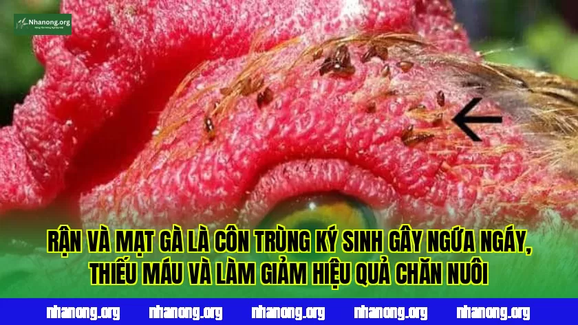 Rận và mạt gà là côn trùng ký sinh gây ngứa ngáy, thiếu máu và làm giảm hiệu quả chăn nuôi
