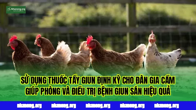 Sử dụng thuốc tẩy giun định kỳ cho đàn gia cầm giúp phòng và điều trị bệnh giun sán hiệu quả