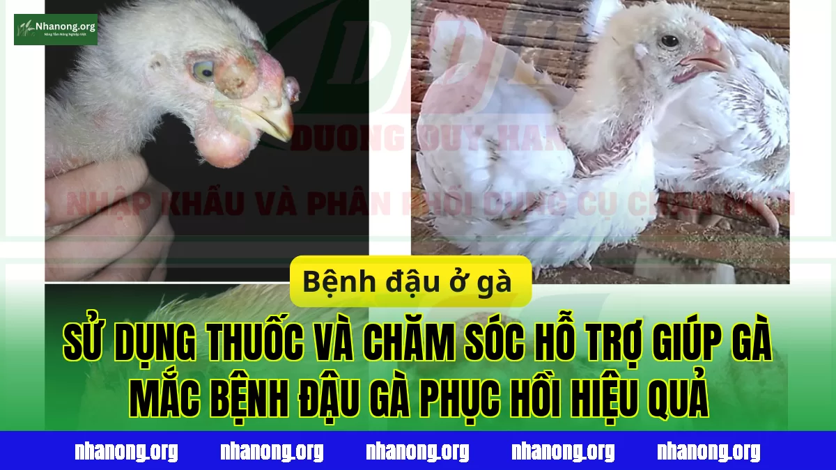 Sử dụng thuốc và chăm sóc hỗ trợ giúp gà mắc bệnh đậu gà phục hồi hiệu quả
