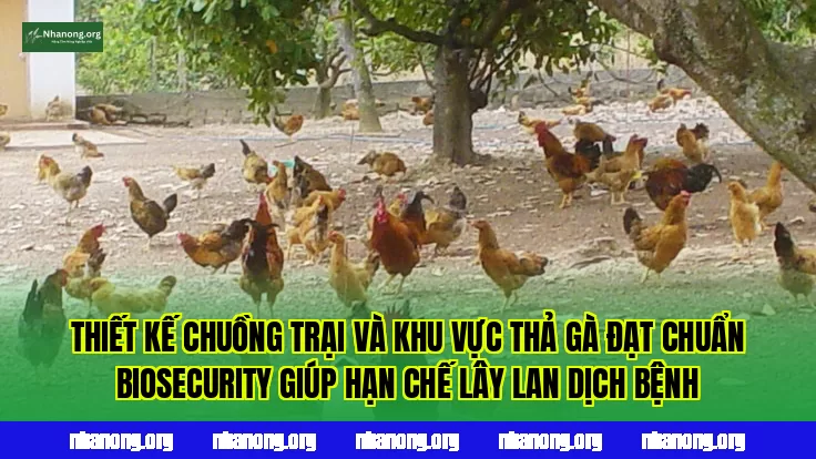Thiết kế chuồng trại và khu vực thả gà đạt chuẩn biosecurity giúp hạn chế lây lan dịch bệnh