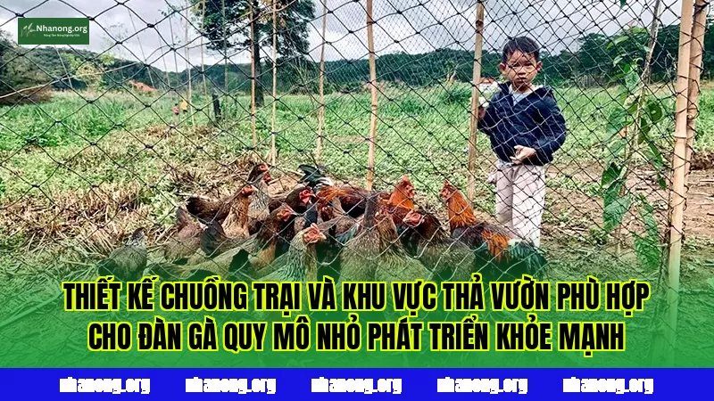 Thiết kế chuồng trại và khu vực thả vườn phù hợp cho đàn gà quy mô nhỏ phát triển khỏe mạnh