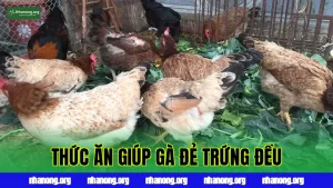 Thức Ăn Cho Gà Đẻ Trứng Nhiều: Khẩu Phần Giúp Gà Đẻ Đều