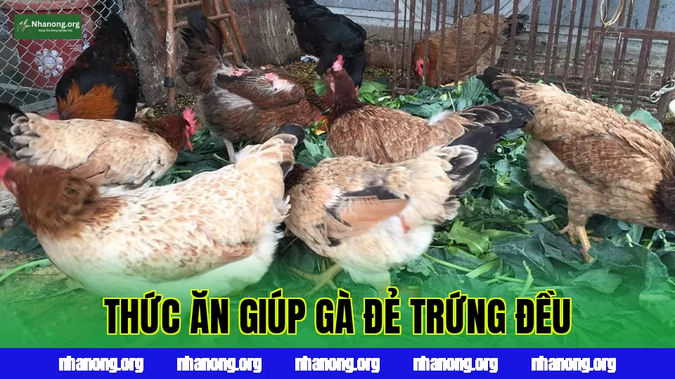 Thức Ăn Cho Gà Đẻ Trứng Nhiều: Khẩu Phần Giúp Gà Đẻ Đều