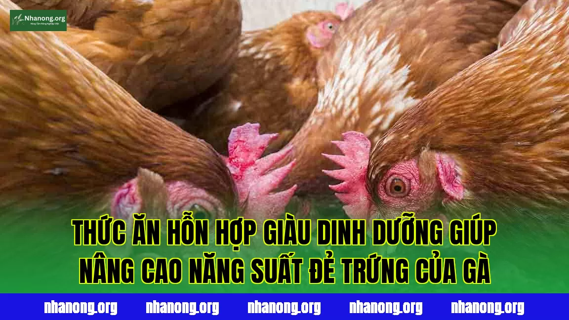 Thức ăn hỗn hợp giàu dinh dưỡng giúp nâng cao năng suất đẻ trứng của gà