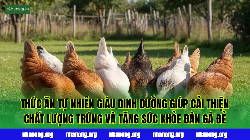 Thức ăn tự nhiên giàu dinh dưỡng giúp cải thiện chất lượng trứng và tăng sức khỏe đàn gà đẻ