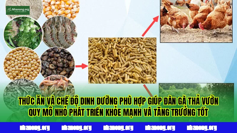 Thức ăn và chế độ dinh dưỡng phù hợp giúp đàn gà thả vườn quy mô nhỏ phát triển khỏe mạnh và tăng trưởng tốt
