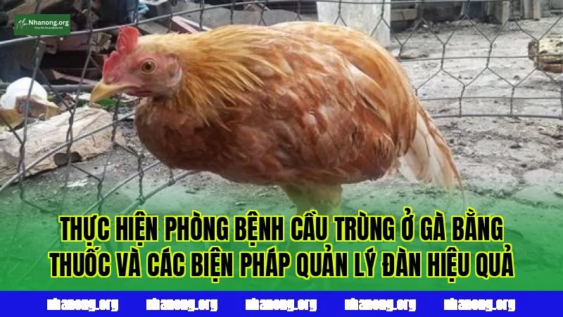 Thực hiện phòng bệnh cầu trùng ở gà bằng thuốc và các biện pháp quản lý đàn hiệu quả