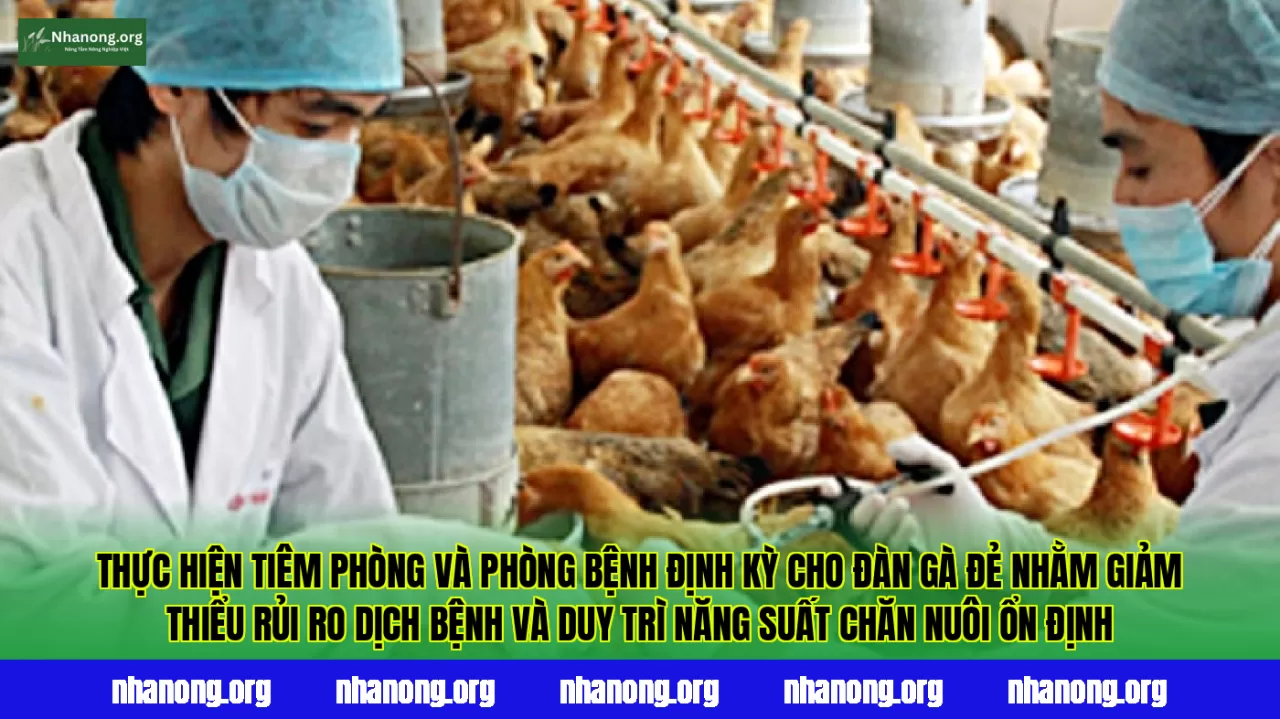 Thực hiện tiêm phòng và phòng bệnh định kỳ cho đàn gà đẻ nhằm giảm thiểu rủi ro dịch bệnh và duy trì năng suất chăn nuôi ổn định