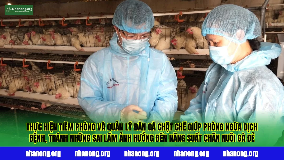 Thực hiện tiêm phòng và quản lý đàn gà chặt chẽ giúp phòng ngừa dịch bệnh, tránh những sai lầm ảnh hưởng đến năng suất chăn nuôi gà đẻ