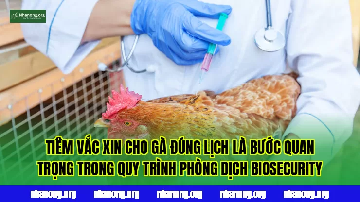 Tiêm vắc xin cho gà đúng lịch là bước quan trọng trong quy trình phòng dịch biosecurity