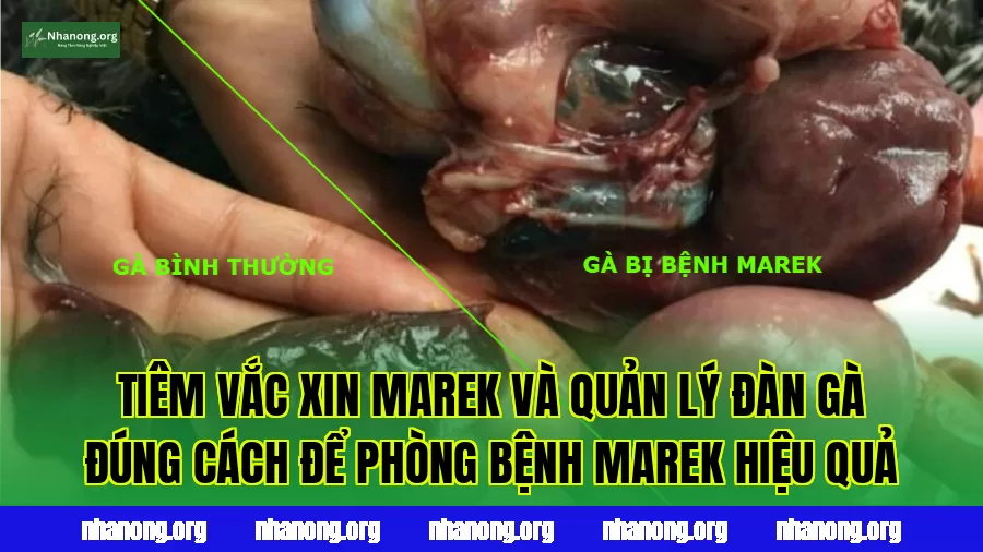 Tiêm vắc xin Marek và quản lý đàn gà đúng cách để phòng bệnh Marek hiệu quả