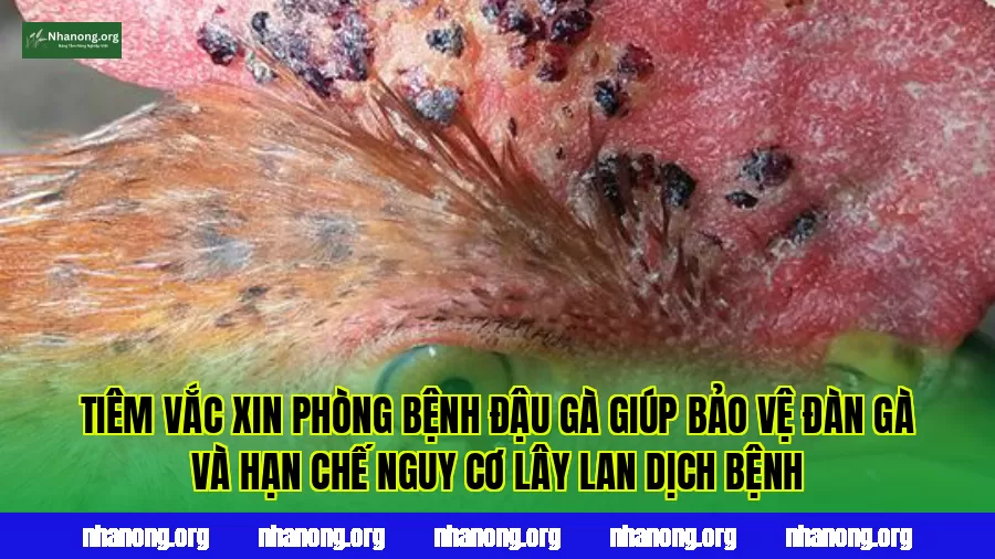 Tiêm vắc xin phòng bệnh đậu gà giúp bảo vệ đàn gà và hạn chế nguy cơ lây lan dịch bệnh