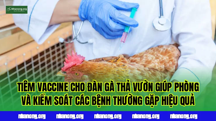 Tiêm vaccine cho đàn gà thả vườn giúp phòng và kiểm soát các bệnh thường gặp hiệu quả