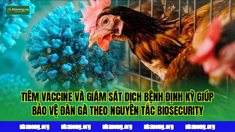 Tiêm vaccine và giám sát dịch bệnh định kỳ giúp bảo vệ đàn gà theo nguyên tắc biosecurity