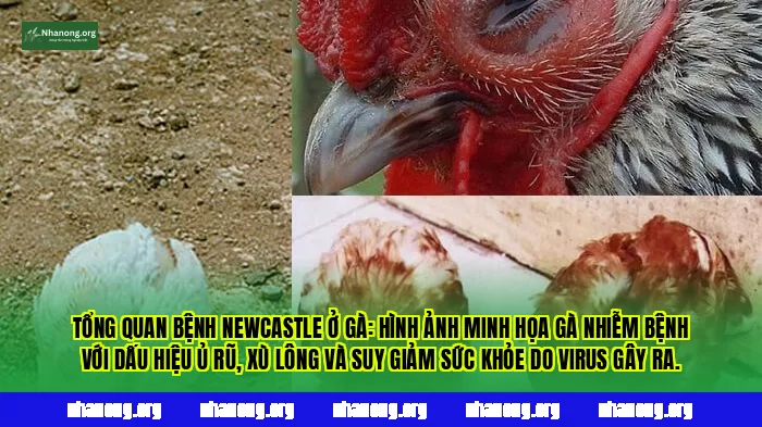 Tổng quan bệnh Newcastle ở gà: hình ảnh minh họa gà nhiễm bệnh với dấu hiệu ủ rũ, xù lông và suy giảm sức khỏe do virus gây ra.