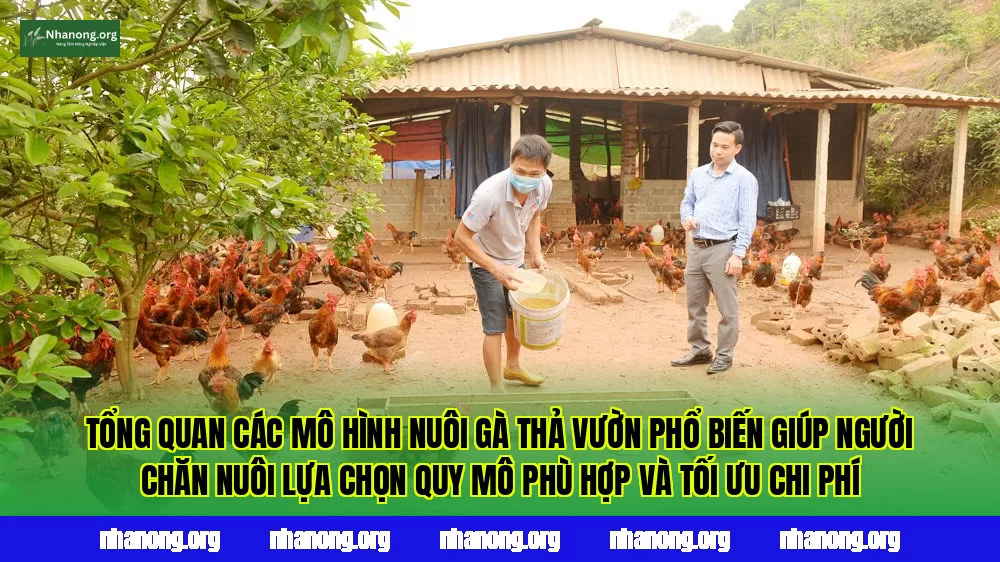 Tổng quan các mô hình nuôi gà thả vườn phổ biến giúp người chăn nuôi lựa chọn quy mô phù hợp và tối ưu chi phí