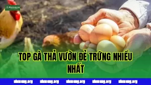 Top Các Loại Gà thả vườn Đẻ Trứng Nhiều Nhất Phù Hợp Nuôi Thả Vườn