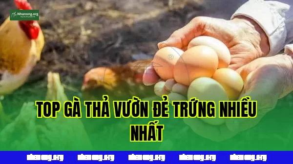 Top Các Loại Gà thả vườn Đẻ Trứng Nhiều Nhất Phù Hợp Nuôi Thả Vườn