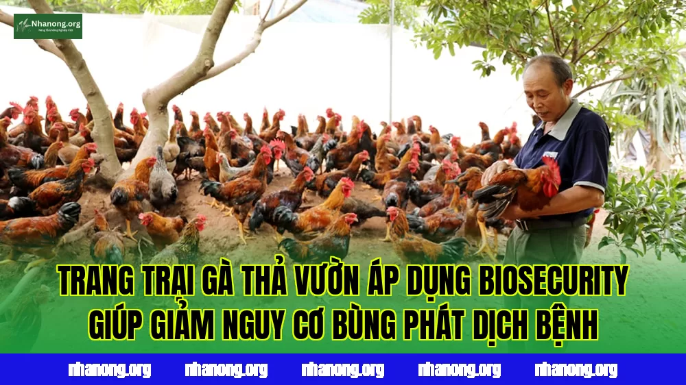Trang trại gà thả vườn áp dụng biosecurity giúp giảm nguy cơ bùng phát dịch bệnh